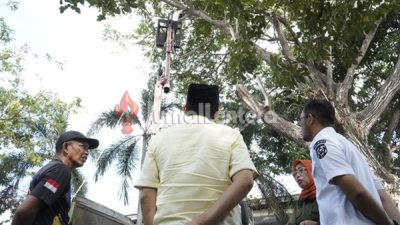 Bupati Parigi Moutong Instruksikan Pemangkasan Besar-besaran Pohon Trambesi