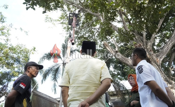 Bupati Parigi Moutong Instruksikan Pemangkasan Besar-besaran Pohon Trambesi