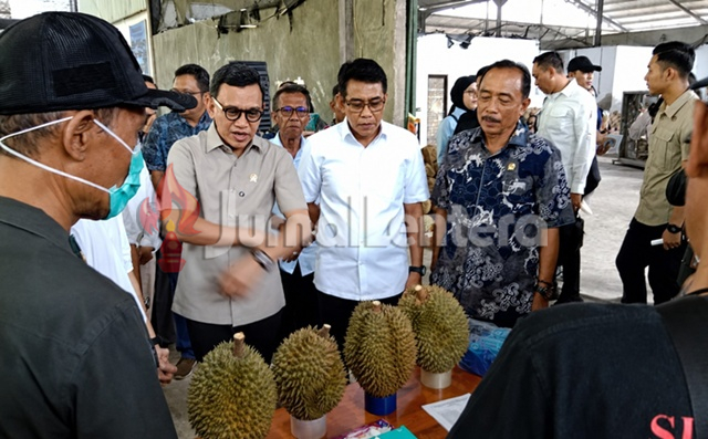Ada Ancaman Penyakit Bangkalan di Balik Sukses Ekspor Durian Parigi Moutong
