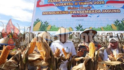 Pemkab Parigi Moutong Akan Siapkan Gudang dan Mesin Pengering untuk Selamatkan Hasil Panen Jagung