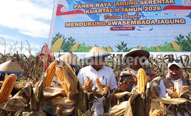 Pemkab Parigi Moutong Akan Siapkan Gudang dan Mesin Pengering untuk Selamatkan Hasil Panen Jagung