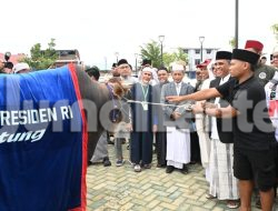 Sapi Kurban Presiden di Sulteng Bobotnya Mencapai 922 Kilogram