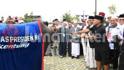 Sapi Kurban Presiden di Sulteng Bobotnya Mencapai 922 Kilogram