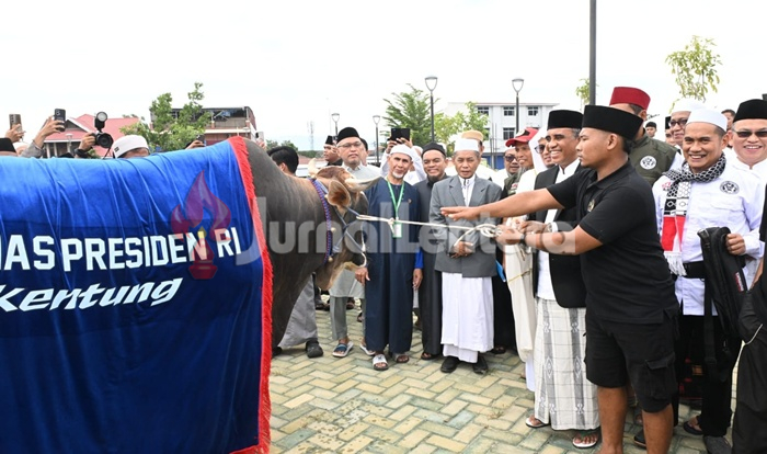 Sapi Kurban Presiden di Sulteng Bobotnya Mencapai 922 Kilogram