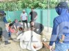 Polda Sulteng Sembelih 159 Hewan Kurban