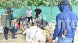 Polda Sulteng Sembelih 159 Hewan Kurban