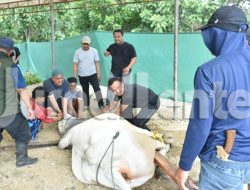 Polda Sulteng Sembelih 159 Hewan Kurban