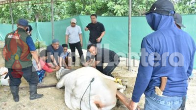 Polda Sulteng Sembelih 159 Hewan Kurban