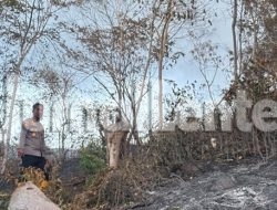 Tiga Hari Tak Padam, Kebakaran Hutan di Banggai Hanguskan 50 Hektare Lahan