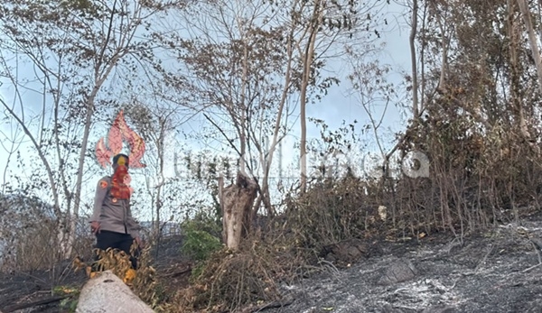 Tiga Hari Tak Padam, Kebakaran Hutan di Banggai Hanguskan 50 Hektare Lahan