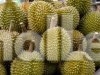 Bappelitbangda Parigi Moutong Kembangkan Pupuk Khusus untuk Selamatkan Kebun Durian