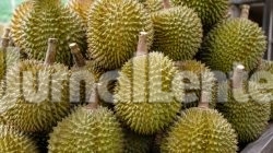 Bappelitbangda Parigi Moutong Kembangkan Pupuk Khusus untuk Selamatkan Kebun Durian