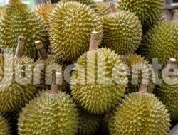 Bappelitbangda Parigi Moutong Kembangkan Pupuk Khusus untuk Selamatkan Kebun Durian