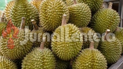 Bappelitbangda Parigi Moutong Kembangkan Pupuk Khusus untuk Selamatkan Kebun Durian