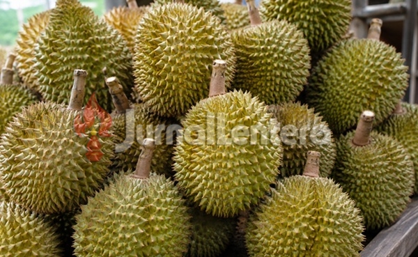 Bappelitbangda Parigi Moutong Kembangkan Pupuk Khusus untuk Selamatkan Kebun Durian