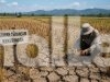 Ribuan Hektare Sawah di Parigi Moutong Terancam Kemarau