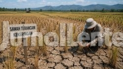 Ribuan Hektare Sawah di Parigi Moutong Terancam Kemarau