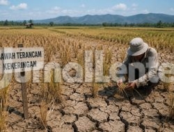 Ribuan Hektare Sawah di Parigi Moutong Terancam Kemarau