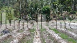 Kemarau Panjang Mengancam Parigi Moutong, 235 Hektare Lahan Mulai Terdampak
