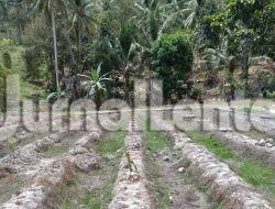 Kemarau Panjang Mengancam Parigi Moutong, 235 Hektare Lahan Mulai Terdampak
