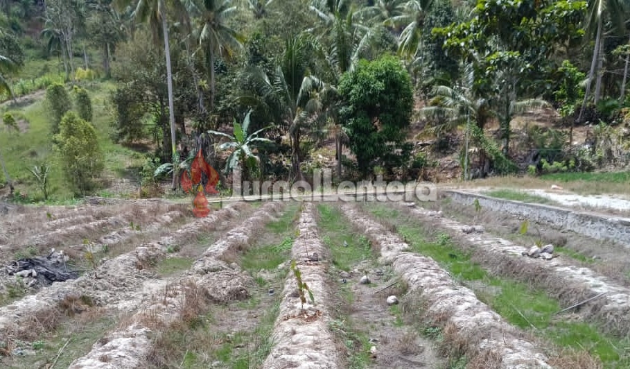 Kemarau Panjang Mengancam Parigi Moutong, 235 Hektare Lahan Mulai Terdampak